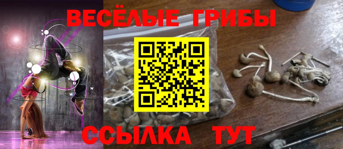 Псилоцибиновые грибы Psilocybe Шахты
